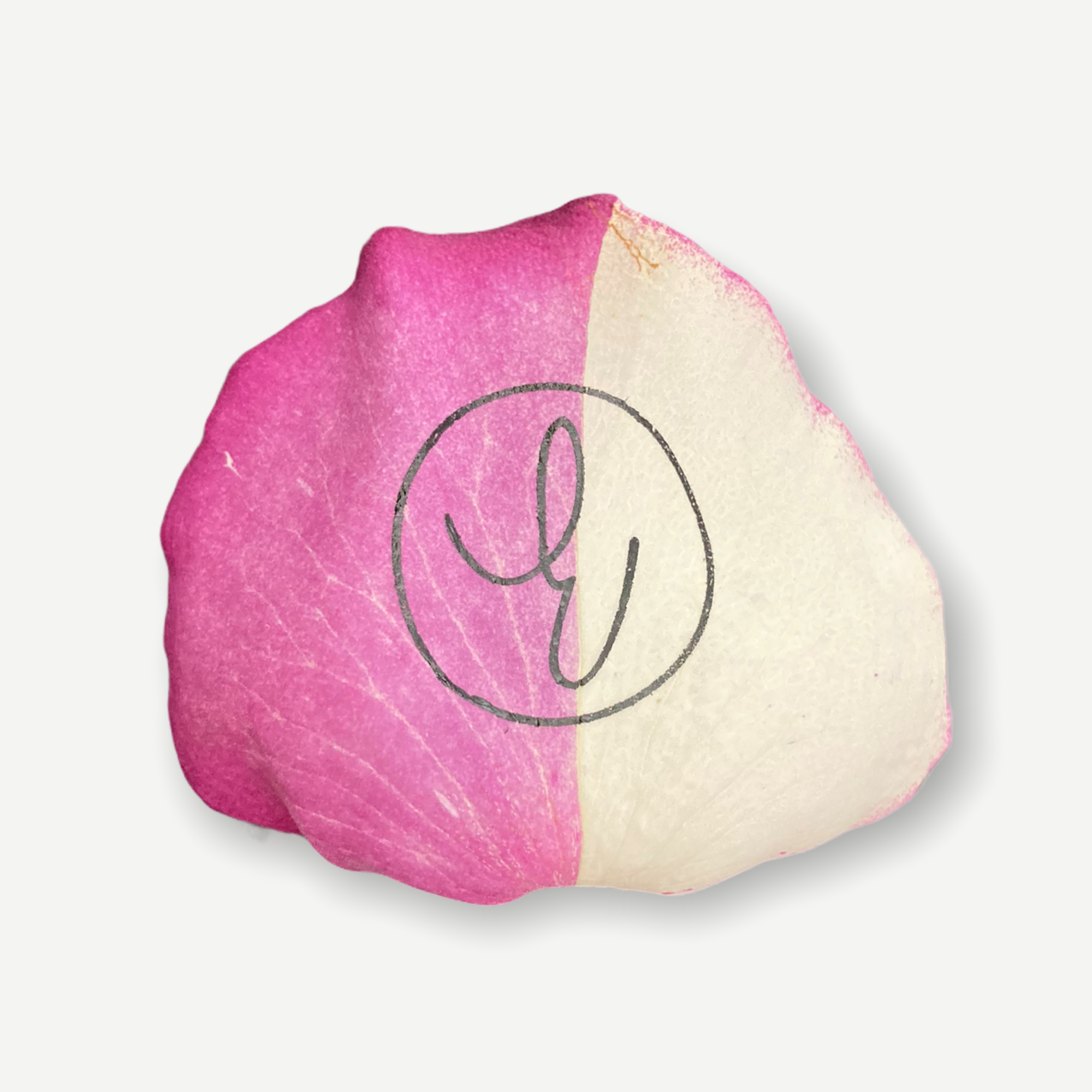 Fuchsia and White Preserved Rose Petal