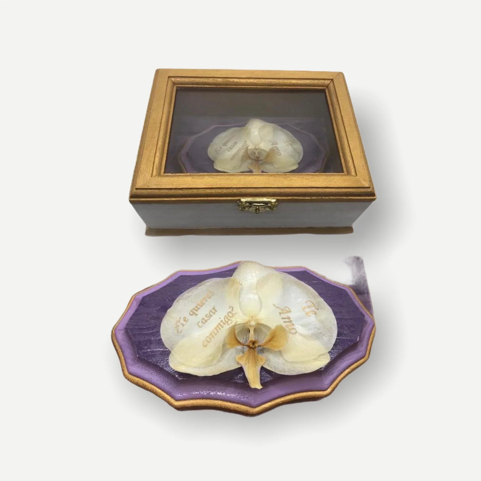 Preserved White Orchid